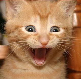 help-common/cat.jpg?w=%255B%252775%2527%255D